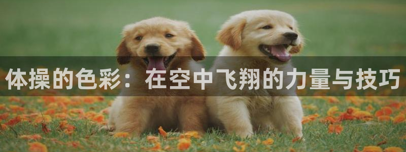 意昂23注册